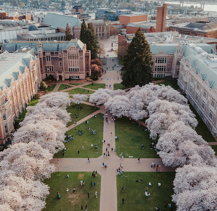 UW Quad cherry blossoms from above