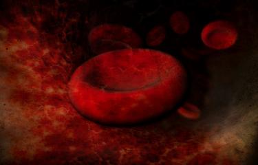 Magnified view of blood cells showing red ovals in the body