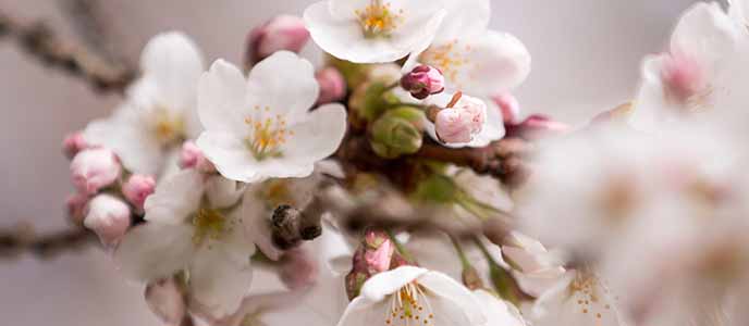 Cherry Blossoms